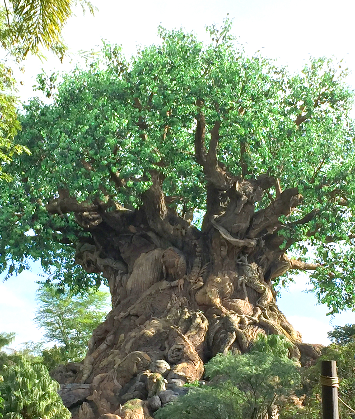 animal kingdom tree of life